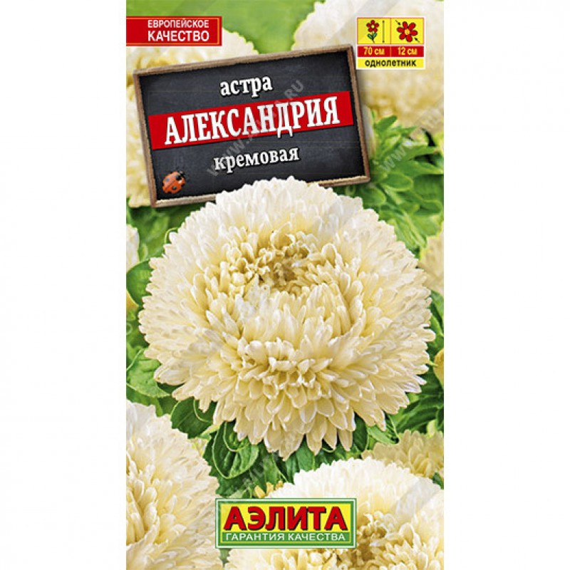astra-aleksandriya-kremovaya-0-1g-aelita-1.jpg astra aleksandriya kremovaya 0 1g aelita 1